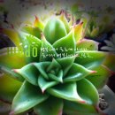 다육꽃세상 이미지