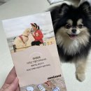 자미애견 이미지