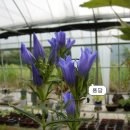 들꽃나라 이미지