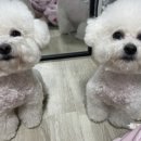 디어뚜뚜 이미지