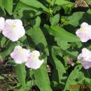 이동(내동) 마을회관 이미지