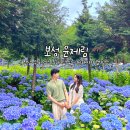 제일오토 | 보성 윤제림 수국 명소 주차 입장료 운영시간 개화시기 캠핑장 전남 꽃구경 보성 여행