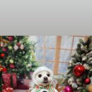 하울 애견 유치원 이미지