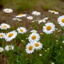 샤스타데이지(Shasta Daisy) 이미지