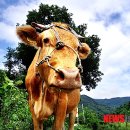 증산목장 이미지