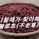 [구기자] 진시황제가 찿아 헤멘 불로초 / 지방간 축적을 막아준다 / 만성피로, 침침한 눈. 충혈된 눈. 이미지