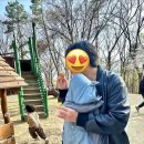 우리놀이터작은도서관 | 용인 벚꽃 함께 즐긴 광교 아이랑 갈만한곳 정암수목공원 모래놀이터 후기