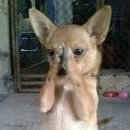 배티로 | 투슬래시포 배티 베이지 내돈내산 후기