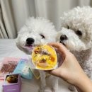 아무도없개양주고읍동광사점 | 반려동물 간식 멀티샵 아무도없개 양주고읍동광사점