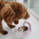 리치펫하우스 이미지