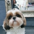 아라펫살롱 이미지