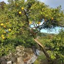 상효동-2 이미지