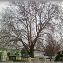 와촌초등학교의 왕버즘나무... 이미지