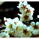 섬진강매화로 이미지