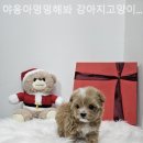 야옹 멍멍 이미지