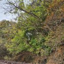 서나무집민박 이미지