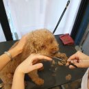 워킹페코 이미지