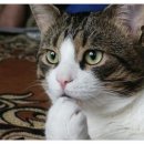 애정농장 이미지