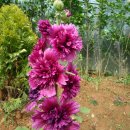 봉우농장 이미지