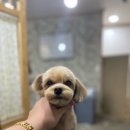개털깎는집 이미지