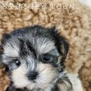 광주강아지분양 애견만세 이미지