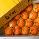 제주 서귀포 레드향 칼로리 온새미로 후기