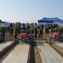 합천양파 이미지