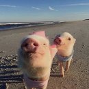 365정석한의원 | 쥬비스 다이어트 내돈내산 7kg 감량 후기 성공했음~!