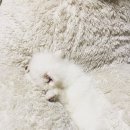 노아태권도 네이버블로그