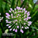 별송이 - 제주시 문주란로4길 3-8 | 별송이