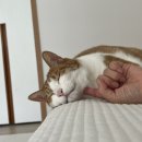 누네띠네헤어