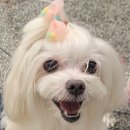 일산시티 동물의료센터 | 11살 꼬미 스케일링 후기, 지독했던 임냄새 사라짐,일산 시티 동물 의료센터,강아지 스케일링 비용