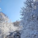 지리산 바래봉의 설경 ❄️❄️❄️ 한번 보시렵니까~ 이미지