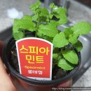 하이블럼공인중개사사무소 | 하이볼 &amp; 모히또 만들기 DIY