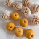 아삭아삭 | 프리미어 농짱 배 5kg 과일 선물세트 후기｜아삭아삭 당도 좋은 명절 배 추천