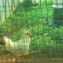 꼬꼬닭하우스 이미지