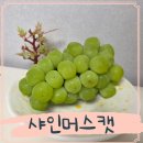 과일세상2 | 과즙세상 샤인머스켓 고당도과일 먹어본 후기
