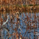 두루미 농원 이미지