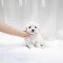 더독스 미니 이미지