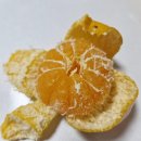 올바른 찬 | 서귀포귤 올바른푸드 제주도 극조생노지감귤 소과 2.5kg 솔직 후기