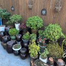 옥순네추어칼국수 이미지