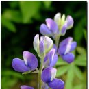 해여림식물원 이미지