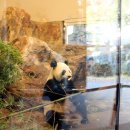판다 이미지