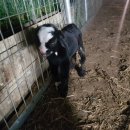 중부동물병원 이미지