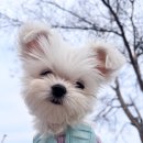 설매공원 | 강아지 산책하기 좋은 곳 여의도 한강 공원 피크닉, 주차, 배달 정보