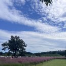 핑크뮬리 이미지