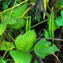 새팥,수염가래풀,애기똥풀,좀돌팥,참외 이미지