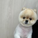 오구오구 펫살롱 이미지