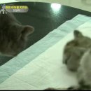 낭만고양이 이미지