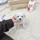 오성헬스케어 | 오성강아지분양 찾다가 비숑프리제분양까지 한 번에 해결한 솔직 후기